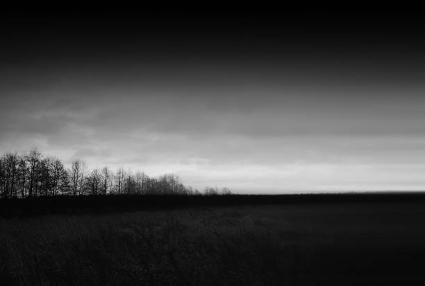 Black in white forest in fog background
