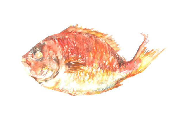istock Illustration of sea bream grilled in watercolor 1358677290