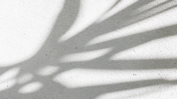 istock Black and White abstract background texture of shadows leaf on a concrete wall. 1358677359