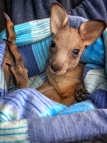 Baby Eastern Grey Kangaroo rescued from being caught in a fence and losing it’s mother