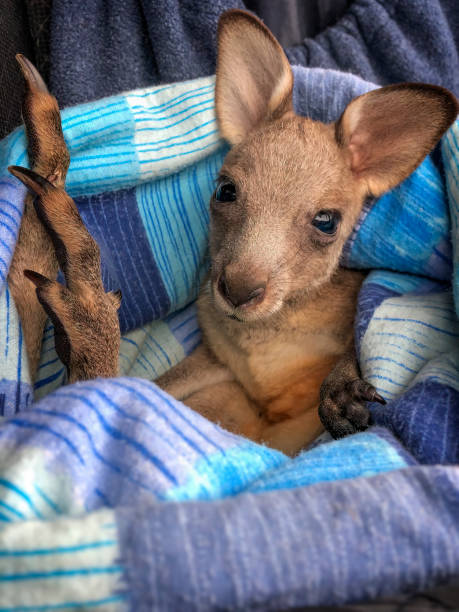 Rescued Joey Baby Eastern Grey Kangaroo rescued from being caught in a fence and losing it’s mother wallaby stock pictures, royalty-free photos & images