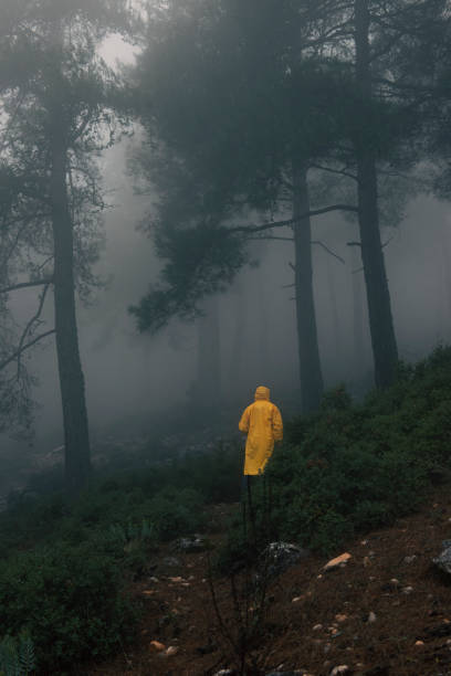 istock walking through foggy forest with tall trees. 1358686770