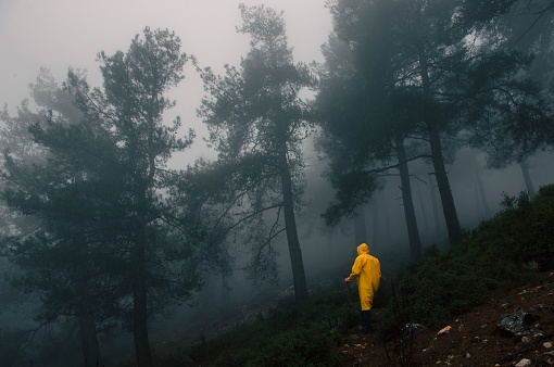 Man in yellow raincoat walking through foggy forest with tall trees. dense foggy forest and human portrait