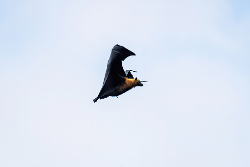 Male Fruit Bat flying mid-air towards his tree. Flying Bat landing approach position against blue skyscape. Visible male Fruit Bat Genital. Seychelles Bat, East Africa.