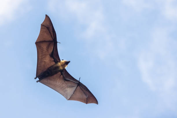 istock Bat Flying Mid Air Wide Spread Wings Detail 1358691972