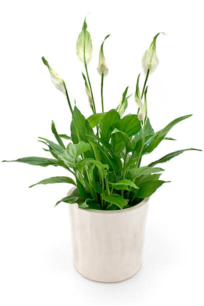 Spathiphyllum flower Spathiphyllum flower isolated on white peace lily photos stock pictures, royalty-free photos & images