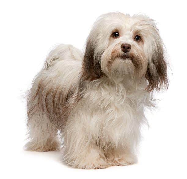 istock Beautiful chocolate Havanese dog 135869446