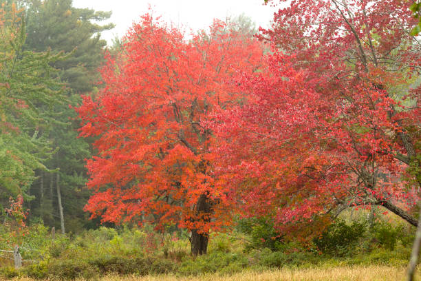 istock Bright red foliage of a maple tree in New Hampshire. 1358694901