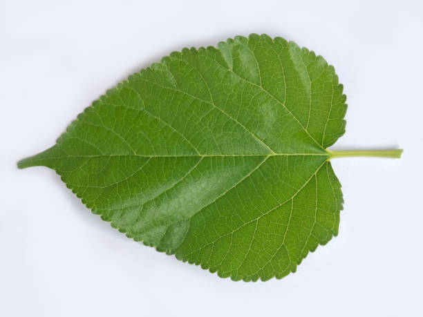 istock Heart shaped green leaf on white background 1358696795