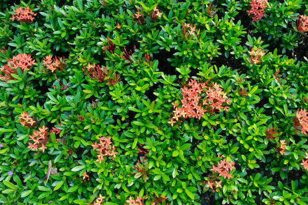 istock Red Ixora Bush background, Ixora Plant 1358696905