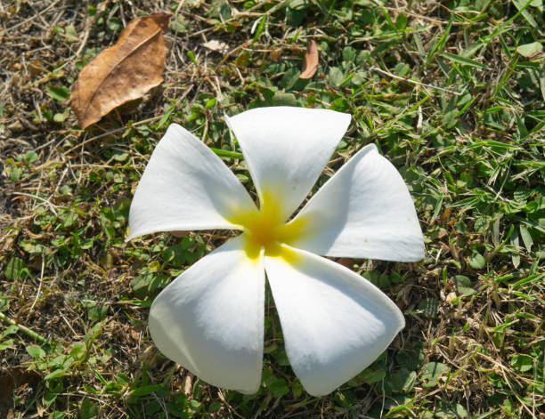 istock Frangipani Flower, Plumeria on grass 1358696921