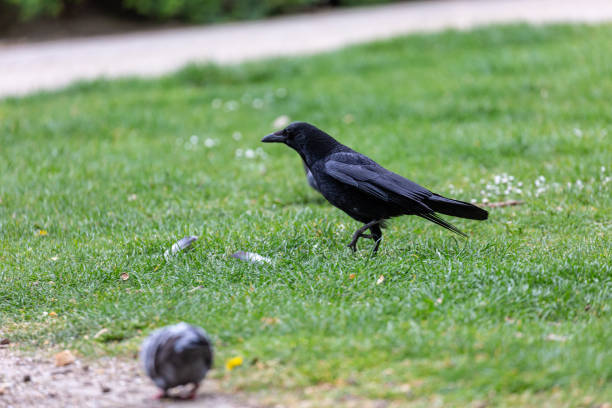 istock Crow walking on grass field in a park 1358697717