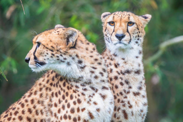istock A pair of cheetahs 1358698726