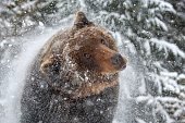 Wild adult Brown Bear (Ursus Arctos) splashing snow in the winter forest
