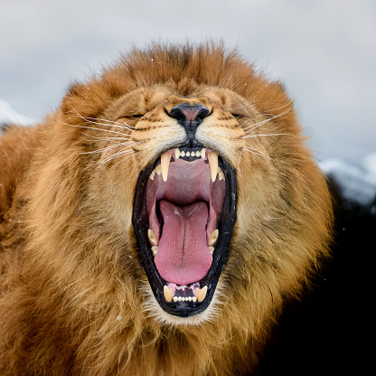 Close up of a Lion roaring portrait