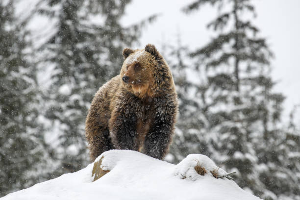 istock Close wild big brown bear in winter forest 1358698780