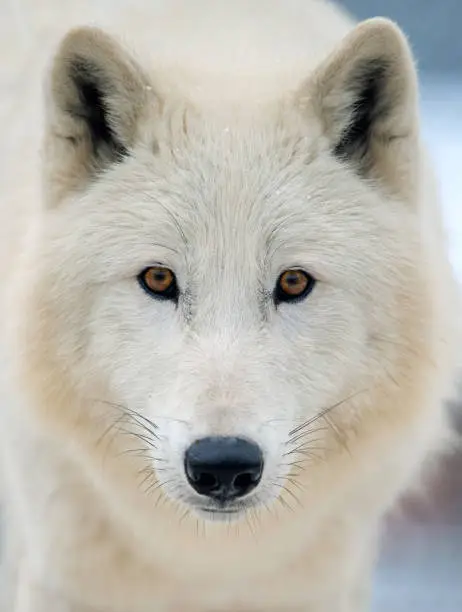 Close up white arctic wolf looking on camera. Danger animal in nature habitat