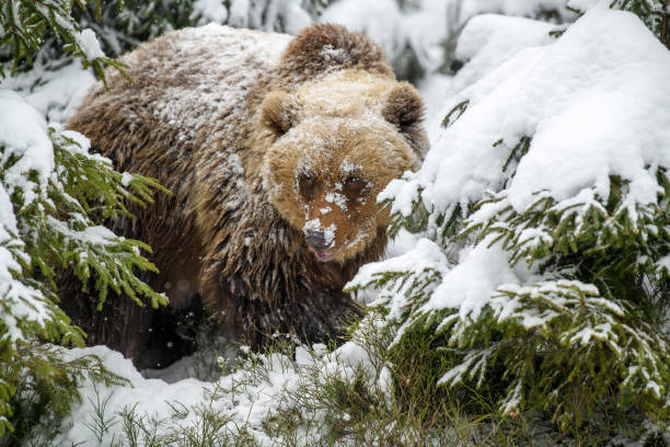 istock Close wild big brown bear in winter forest 1358698792