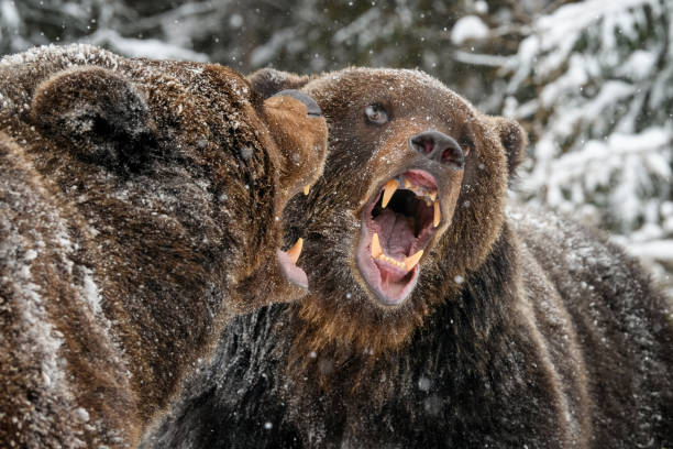 istock Close-up two angry brown bear fight in winter forest 1358698802