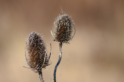 Wild teasel seeds close-up view with blurred background
