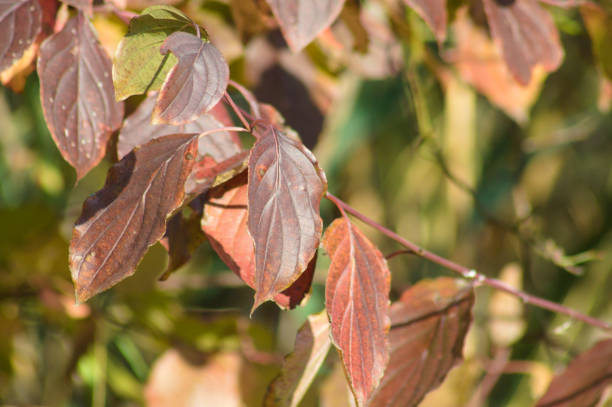 istock Autumnal reddish common dogwood leaves closeup view with selective focus on foreground 1358702195