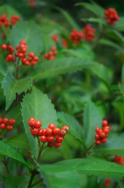 istock Close Up of Senryo 1358706595