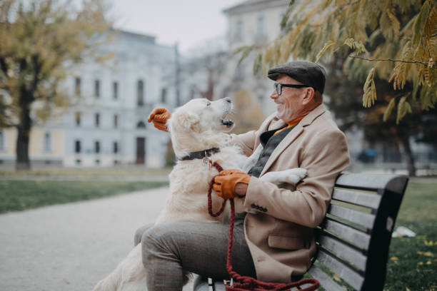 happy senior man sitting on bench and resting during dog walk outdoors in city. - dog walking retriever golden retriever imagens e fotografias de stock