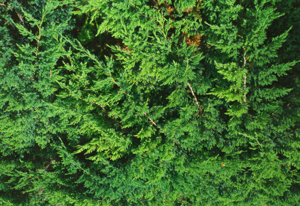 istock Branches of fir tree in detail background 1358707533