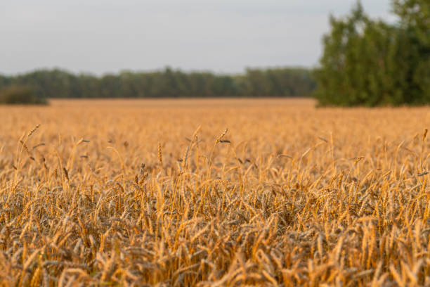 istock Ripe golden wheat on the field. Selective focus. 1358707617