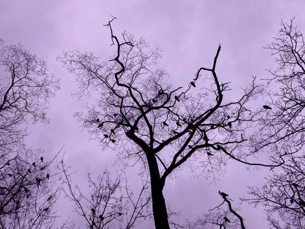 ptasie wrony na gołych gałęziach drzew w lesie na tle nastrojowego purpurowego nieba. nastrojowy zimny dzień. - bare tree rain autumn tree zdjęcia i obrazy z banku zdjęć