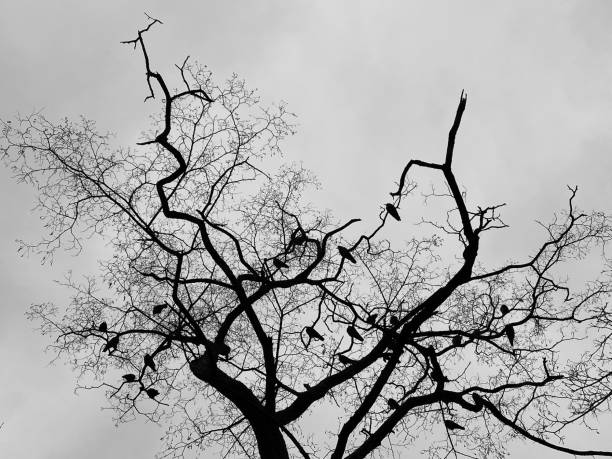 ptasie wrony na gołych gałęziach drzew w lesie na tle wieczornego nieba. nastrojowy zimny dzień. - bare tree rain autumn tree zdjęcia i obrazy z banku zdjęć