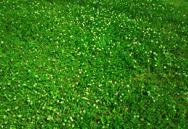 istock Green summer garden lawn texture background 1358709164