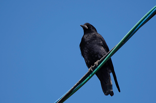 Rook perching on a electric wire
