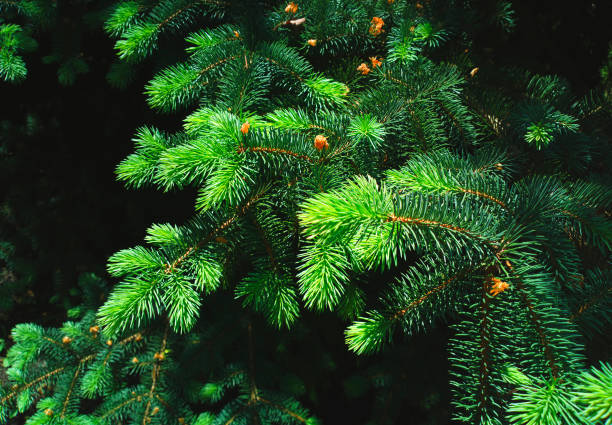 istock Branch of spruce tree in detail background 1358714420