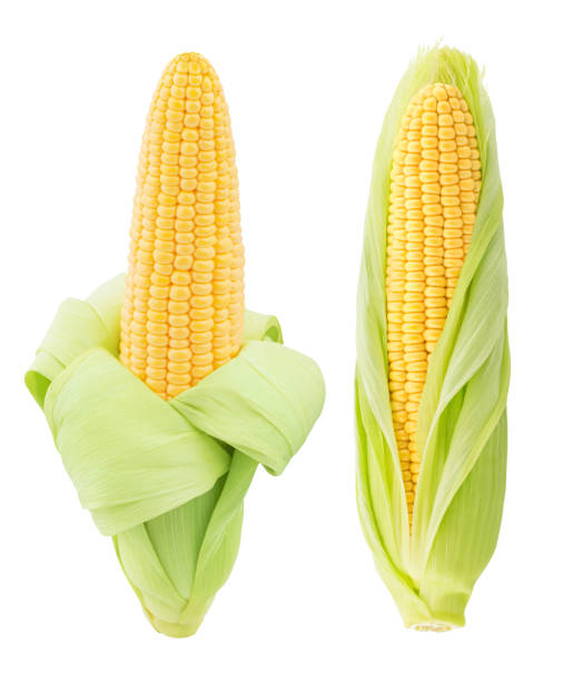 istock Set of fresh whole corn cobs isolated on a white background. 1358715252