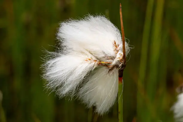 Small white wad on simple green stem. Eriophorum vaginatum in green vegetation. Tussock cottongrass, or sheathed cottonsedge looks like clot of dust. Concept of wild flowers