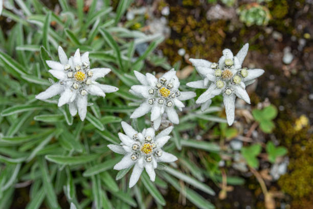 la stella delle alpi o leontopodium nel suo ambiente naturale - stella alpina foto e immagini stock