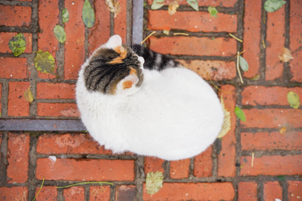 Vertical angle of view shooting cat on red brick pavement stock photo