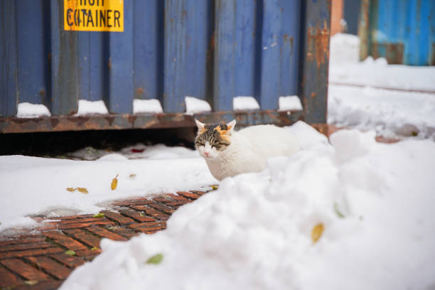 Cat snow container red brick ground stock photo