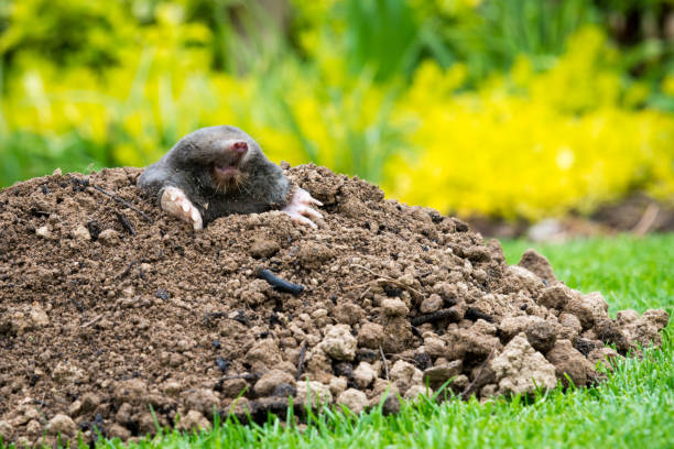 istock Mole peeking from the mole hill in the garden 1358721720