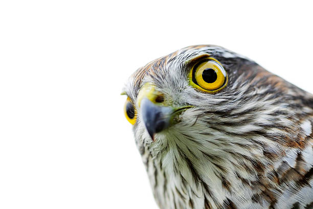 istock Birds of Europe - Sparrow-hawk 135872199