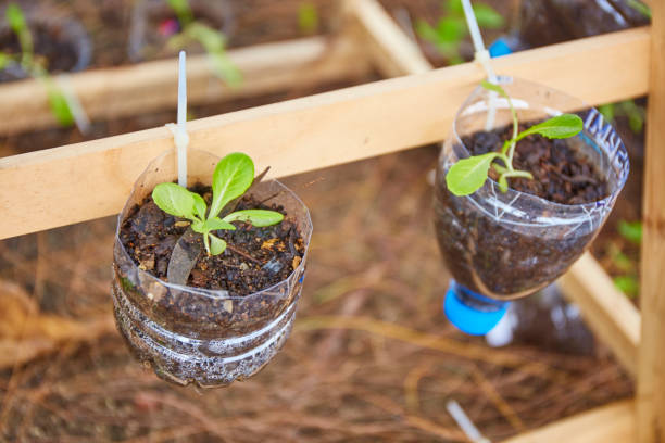 tanaman organik segar dalam botol gantung - kebun hidroponik botol potret stok, foto, & gambar bebas royalti