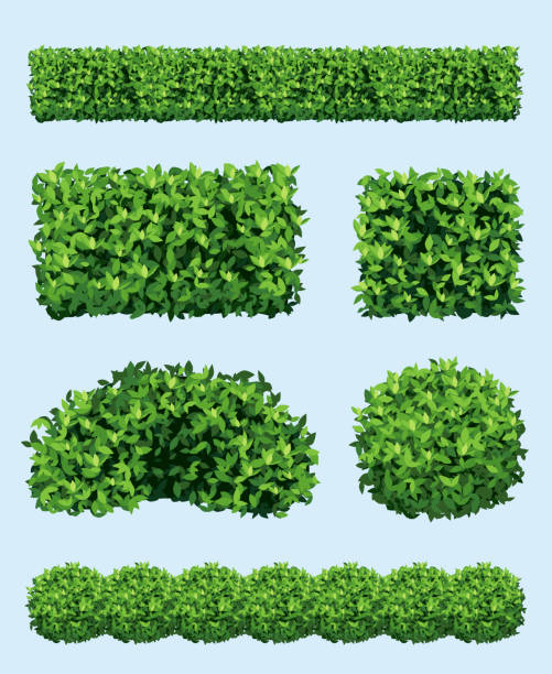 grüner strauch. realistische gartenpflanzen verschiedene geometrische formen ornament zaun dekoration anständige vektor sträucher sammlung set - hecke stock-grafiken, -clipart, -cartoons und -symbole