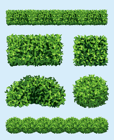Green shrub. Realistic garden plants different geometric forms ornament fence decoration decent vector shrubs collection set. Illustration of garden shrub and plant