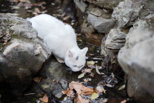 White cat drinking water outdoors, stray cat drinking water stock photo