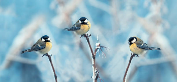 istock background with three beautiful chickadee birds sitting on tree branches in winter park 1358724887