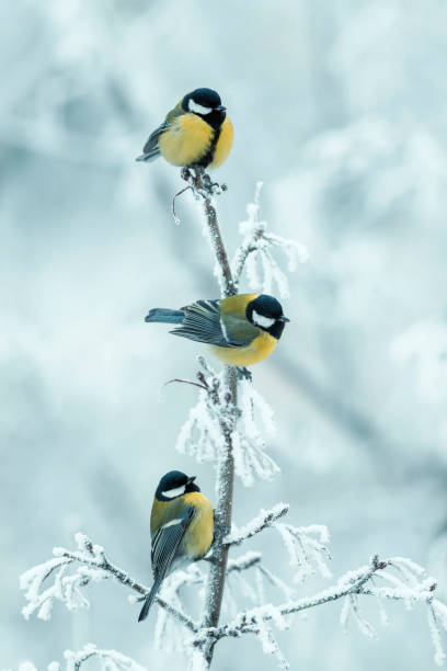 istock vertical background with three beautiful chickadee birds sitting on snow-covered branches in a winter park 1358724888