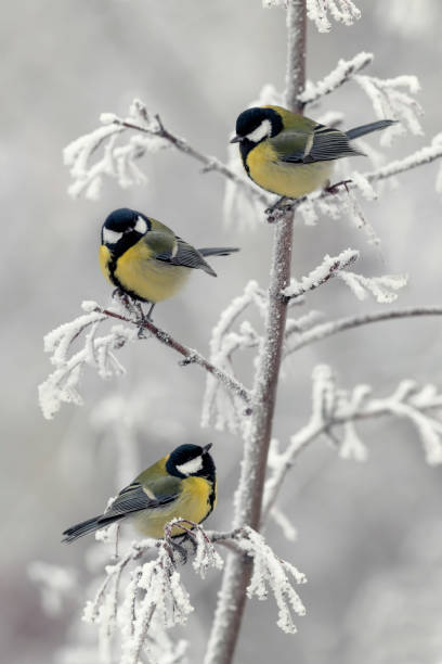 istock vertical background with three beautiful chickadee birds sitting on snow-covered branches in a winter park 1358724895