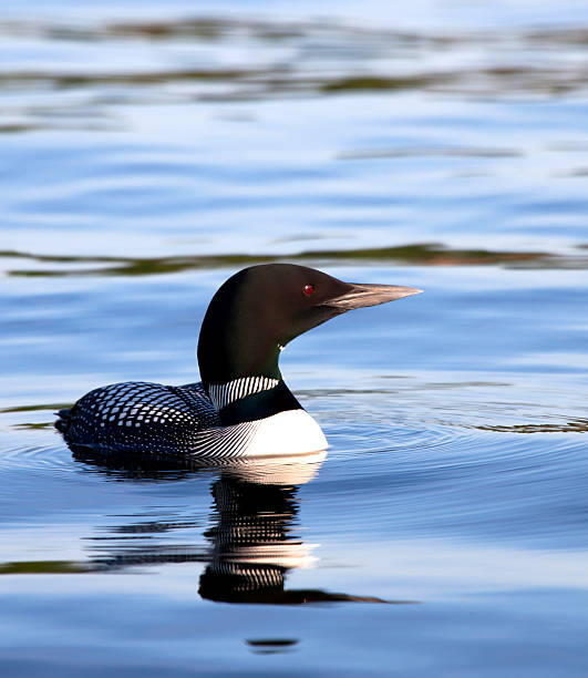 Common Loon on lake Common loon swimming on lake.  Summer in Wisconsin. common loon photos stock pictures, royalty-free photos & images