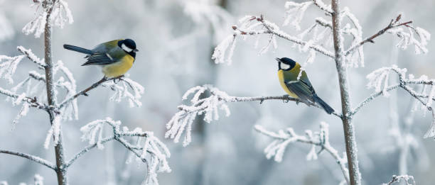 istock two beautiful tit birds are sitting on snow-covered branches in a winter park 1358726014